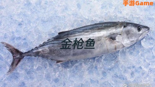 金镖鱼
