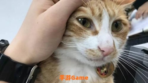 猫咪app官网永久地址