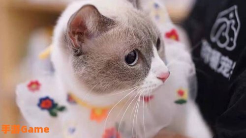 猫咪app官网永久地址